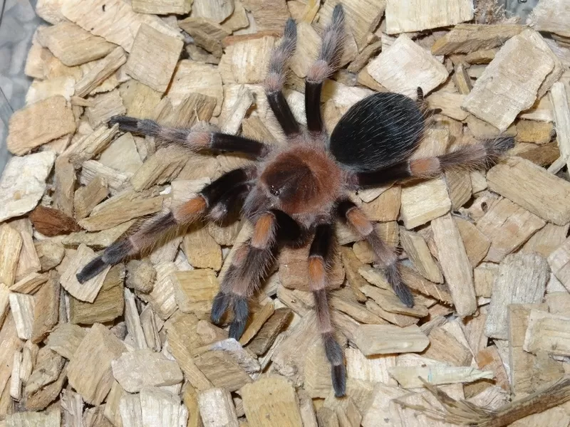 Grammostola pulchra,  Grammostola aureostriata,  Megaphobema robustum 3