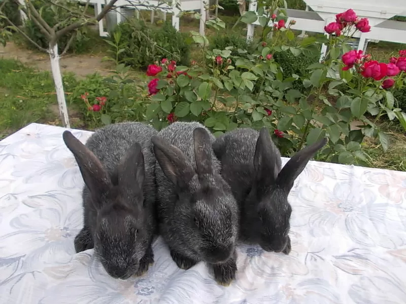 Самцы и самки серебристых кроликов (круглогодично) 4