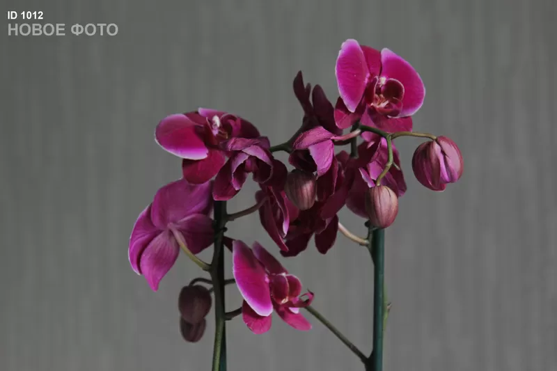 Орхидея фаленопсис - распродажа