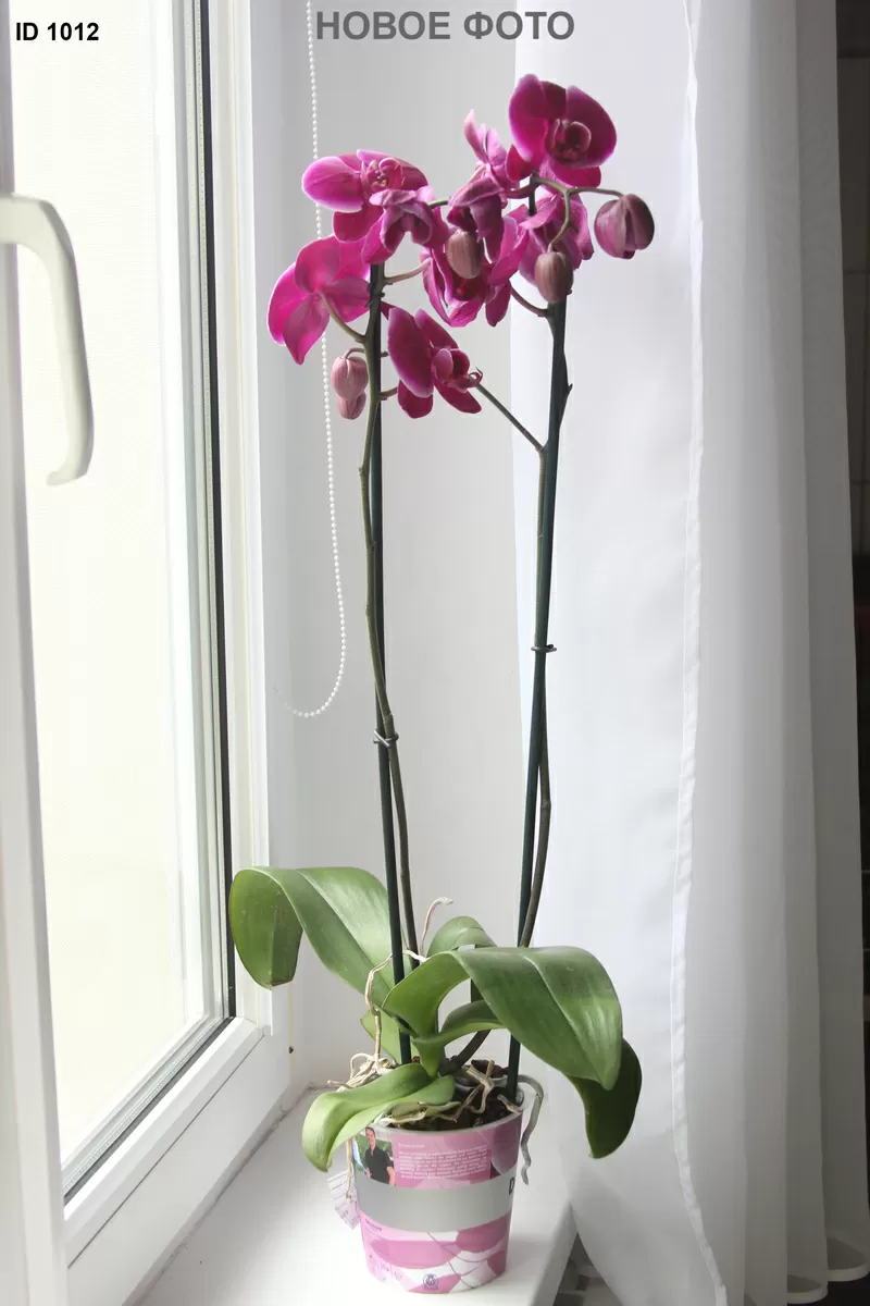 Орхидея фаленопсис - распродажа 2