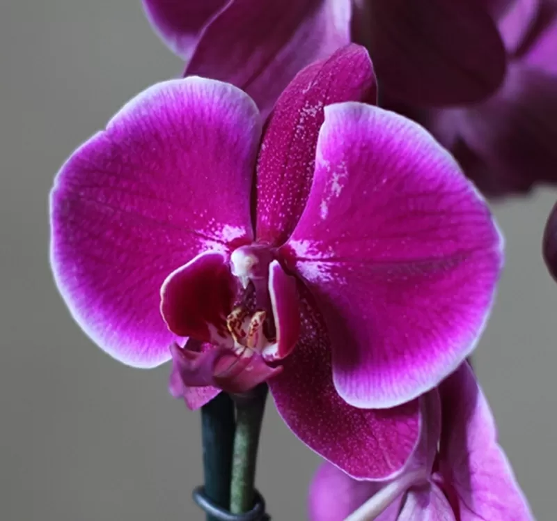 Орхидея фаленопсис - распродажа 3
