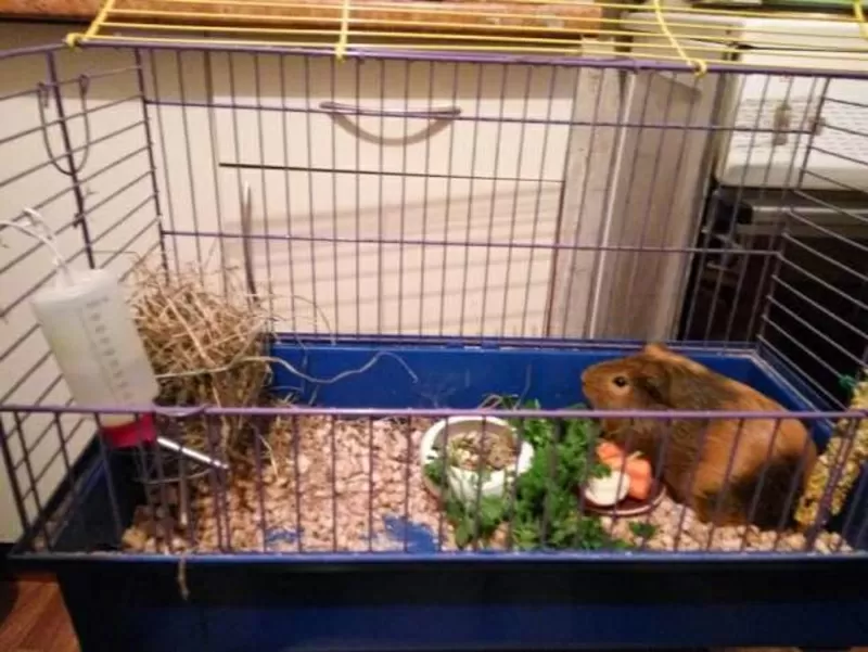 Отдам бесплатно только в хорошие руки морскую свинку 2