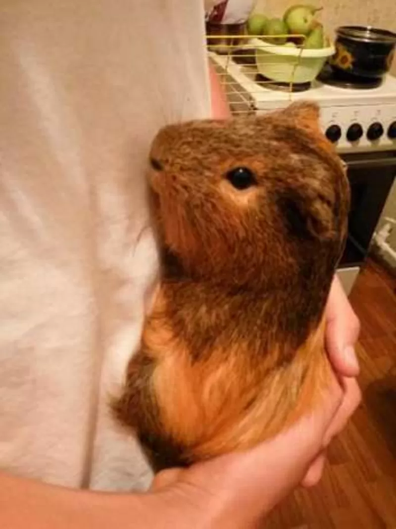 Отдам бесплатно только в хорошие руки морскую свинку 3