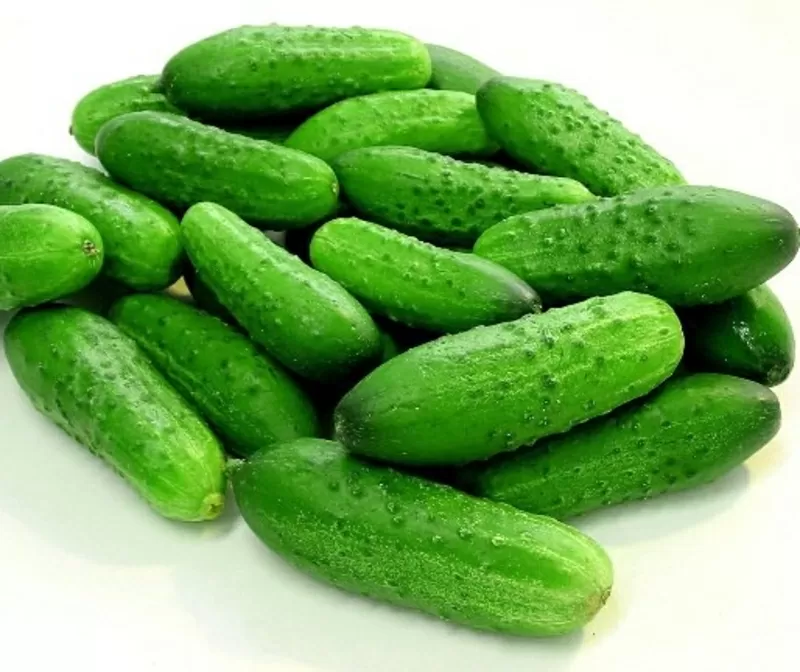 Торгова компанія шукає надійного оптового постачальника огірків