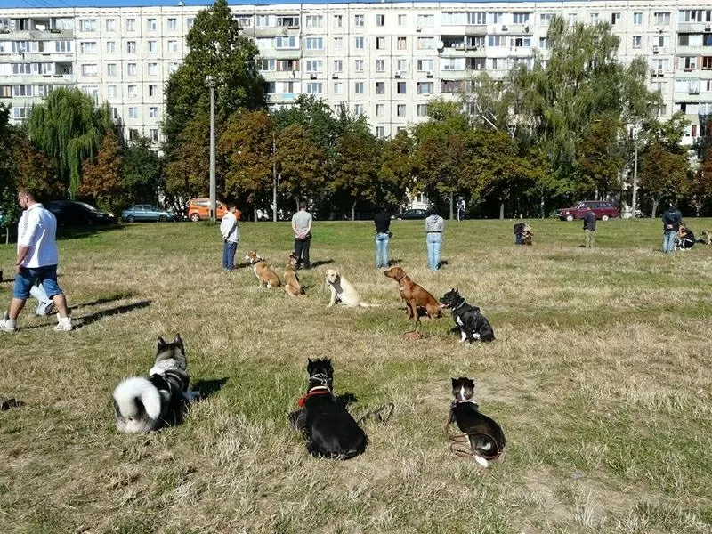 Подготовка собак к сдаче экзаменов. Дрессировка  2