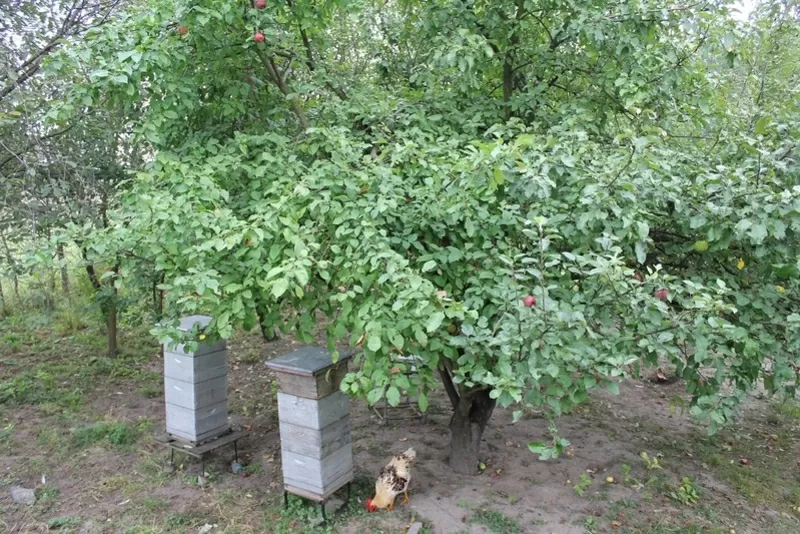 Домик в красивой местности. «Въезжай и живи!» 2