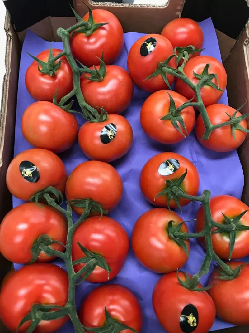 подаем томаты 4