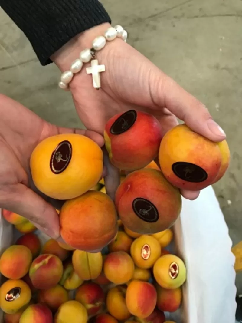Продаем абрикосы из Испании 5
