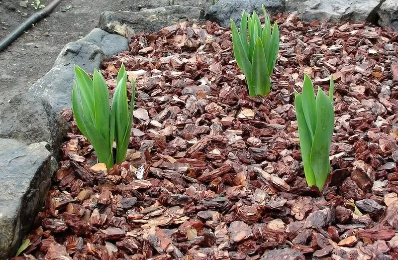 продам кору сосновую