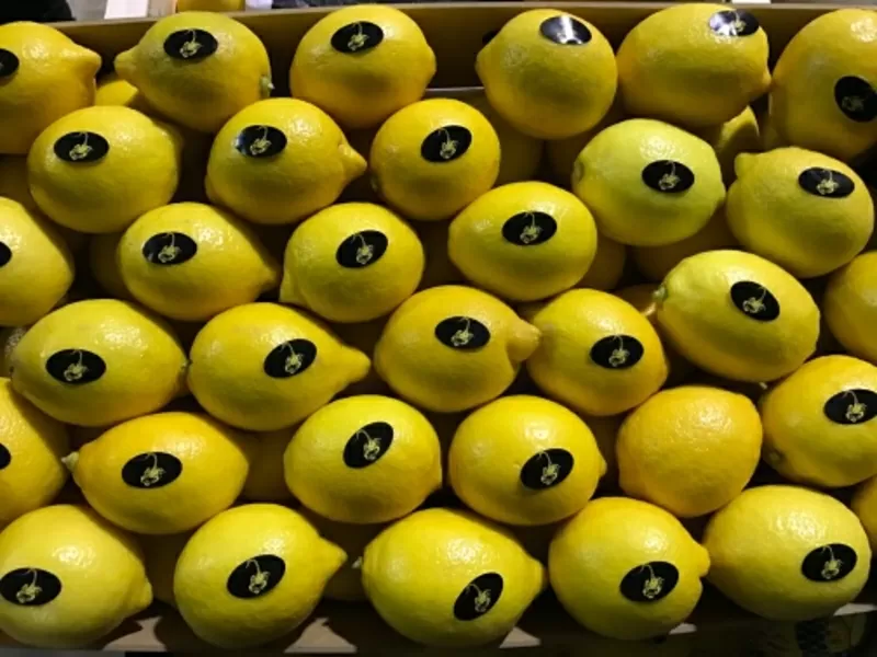 продаем лимон  5
