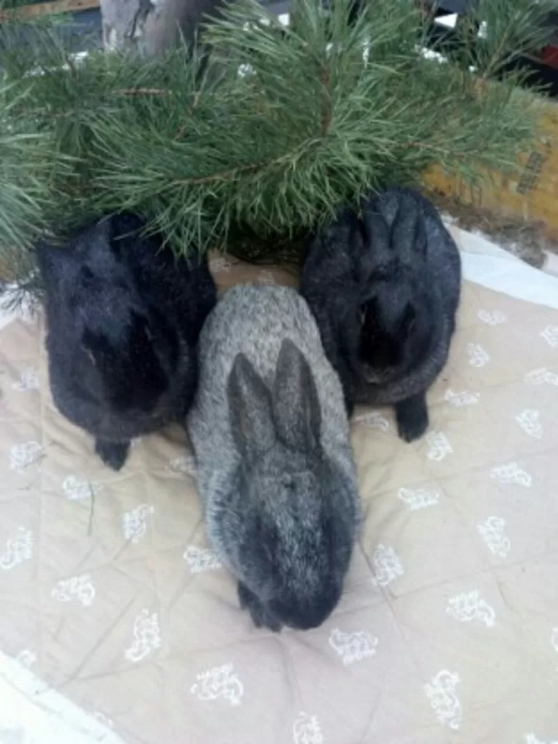 Кролики породы Полтавское Серебро на племя