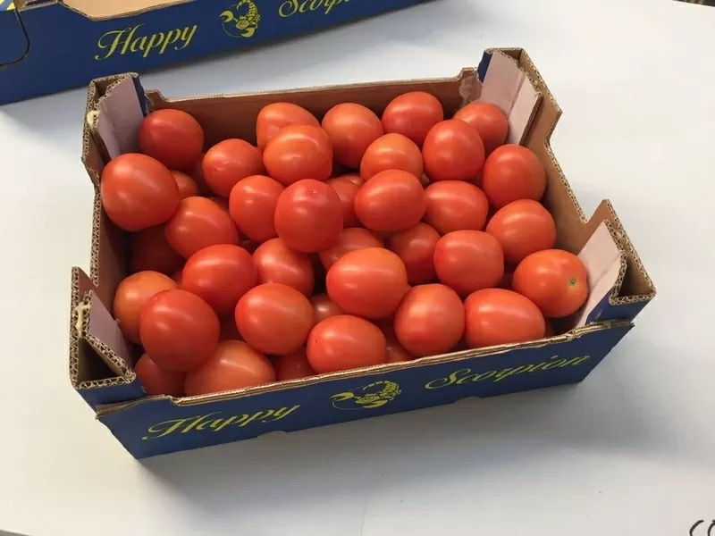 подаем томаты 5