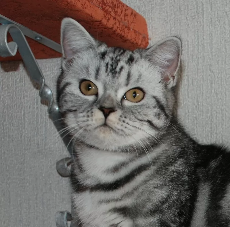 Киевский питомник предлагает британских котят окраса вискас 3