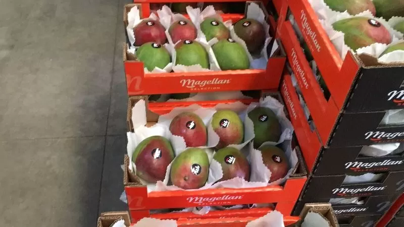 Продаем манго из Испании 2
