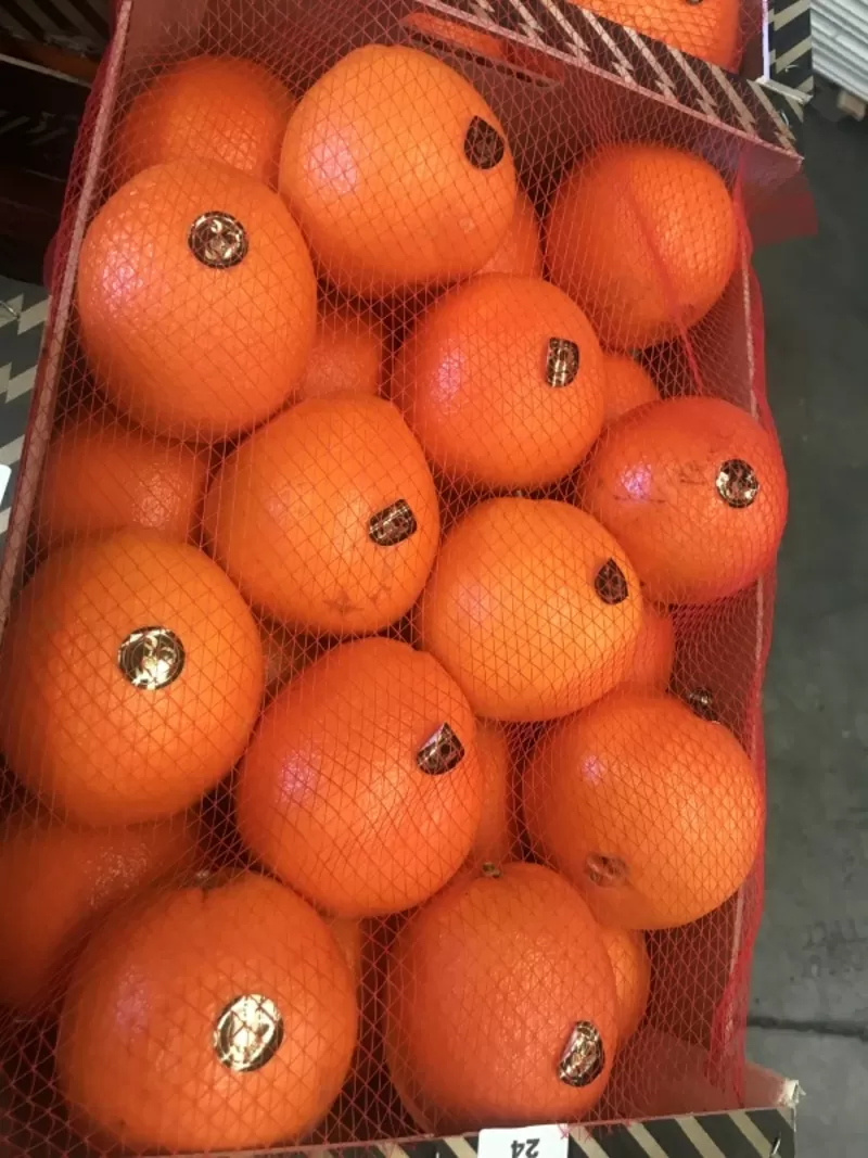 продаем апельсин 5