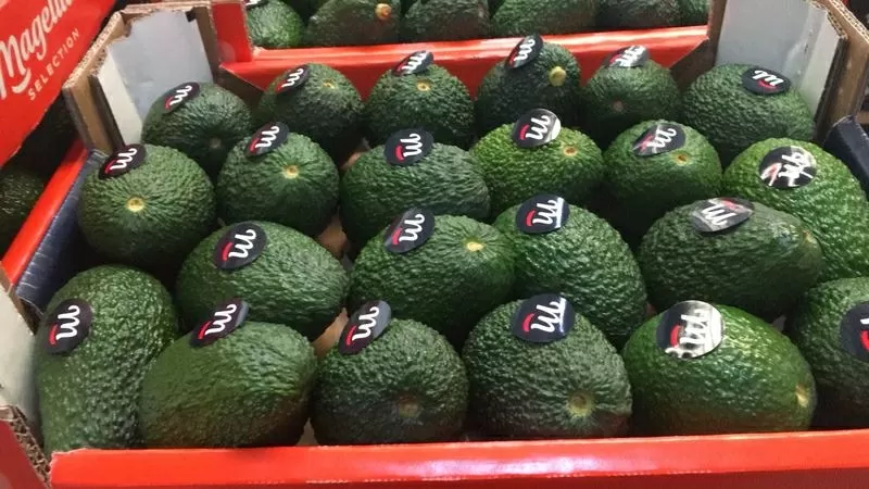 Продаем авокадо из Испании 5