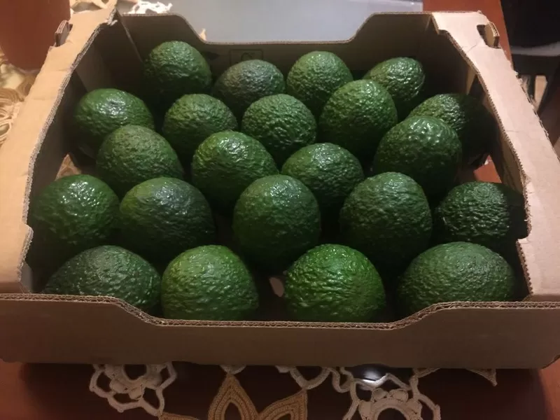 Продаем авокадо из Испании 6