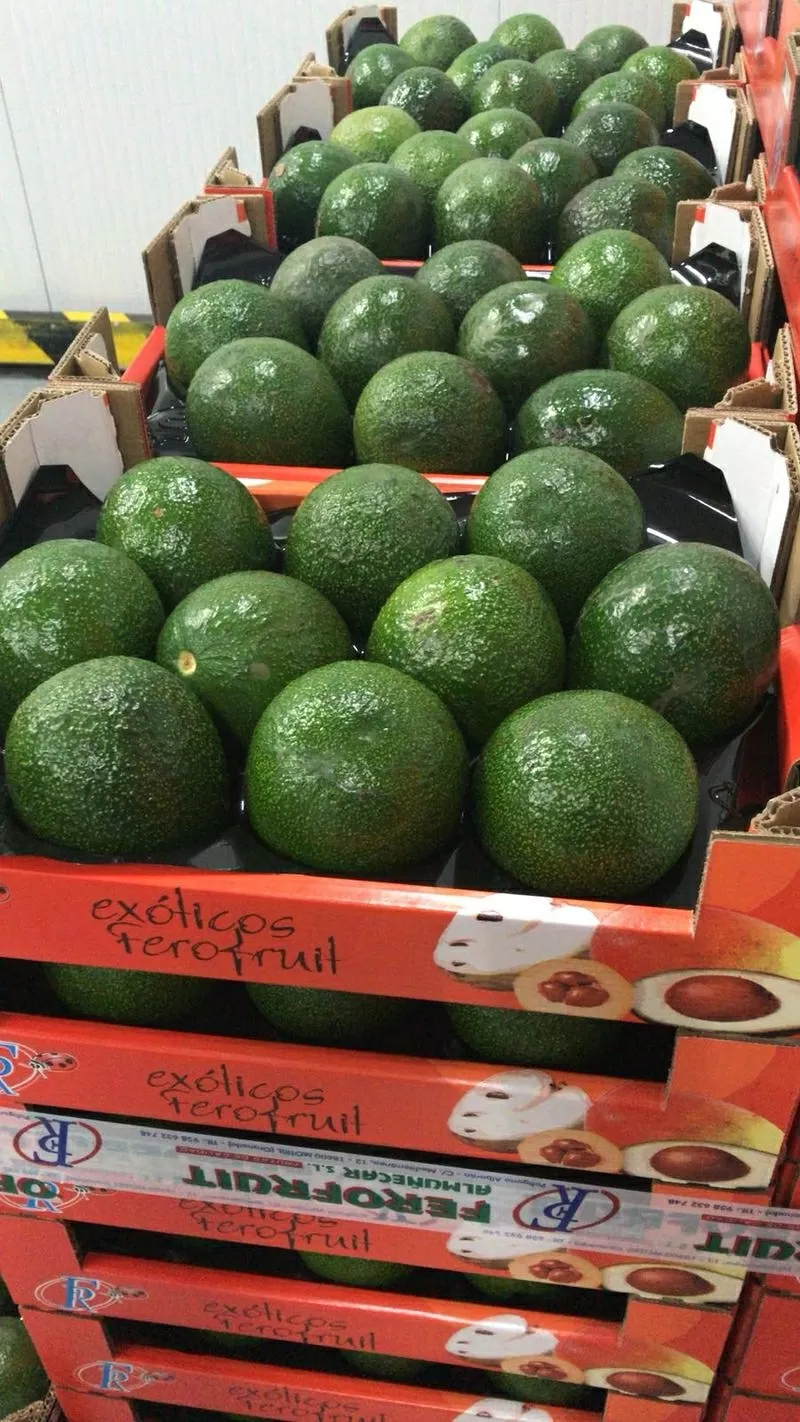 Продаем авокадо из Испании 4