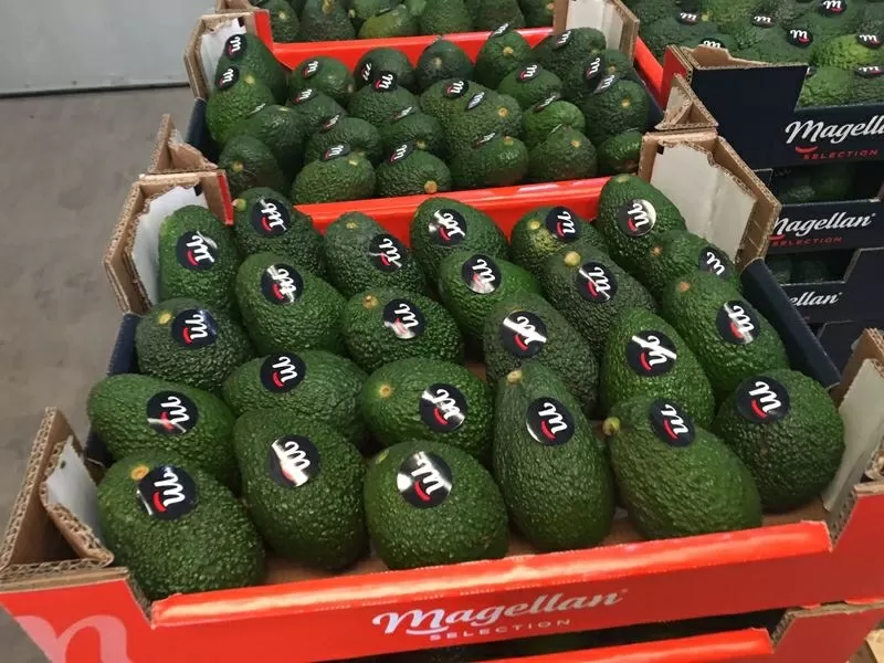 Продаем авокадо из Испании