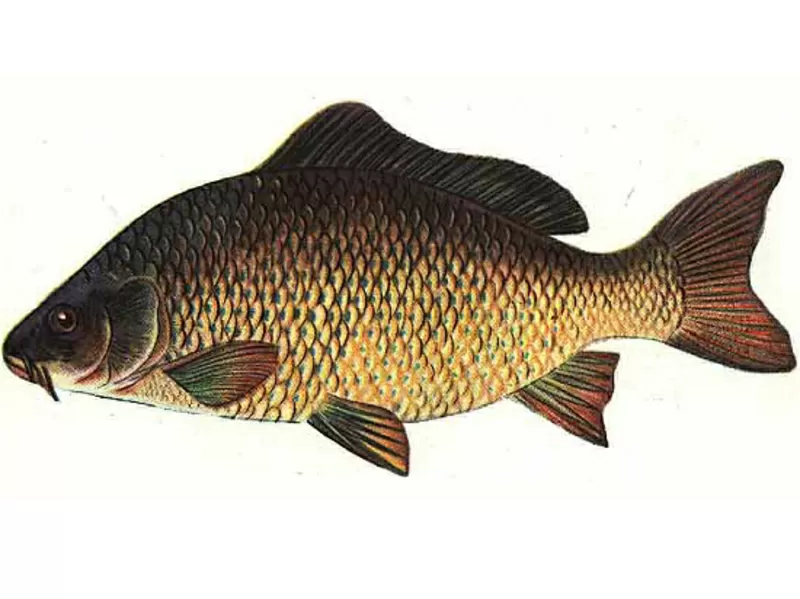 Комбікорм для риби К 111-3