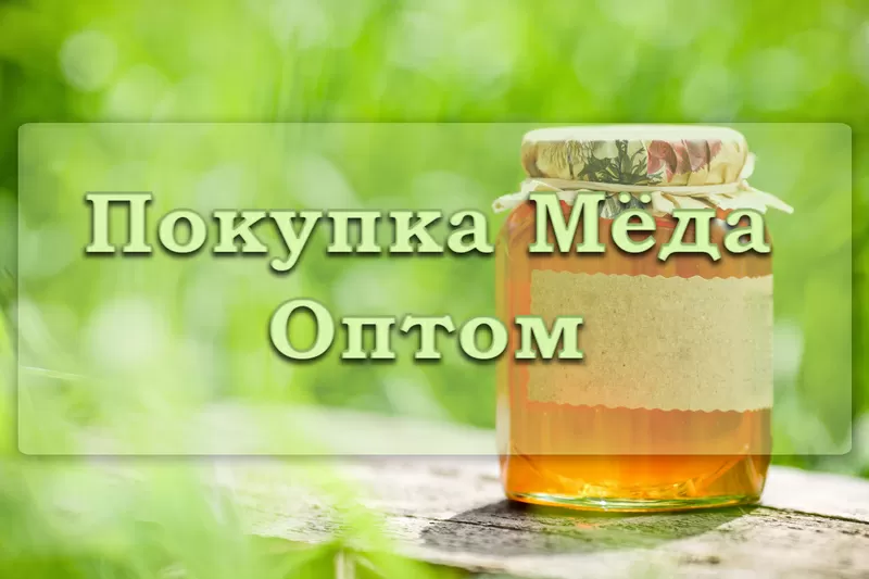 Покупка меда оптом