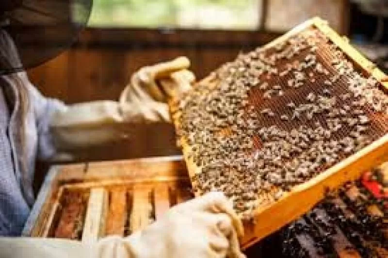 Продам бджолосім