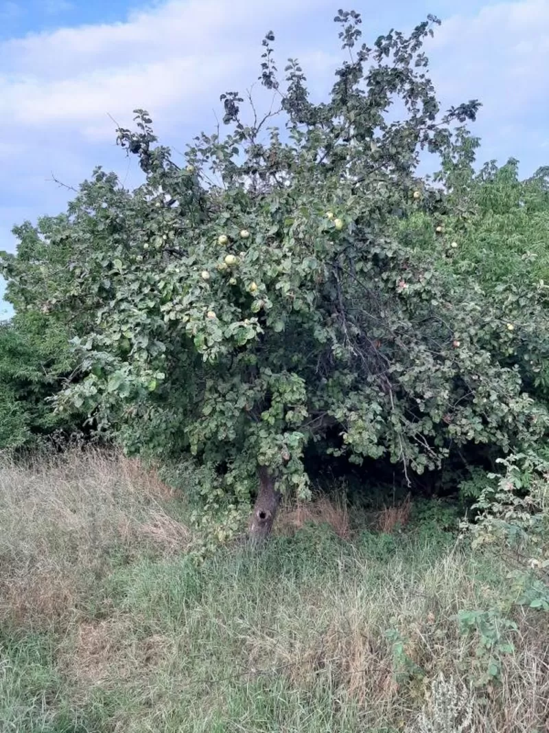 Продається земля в с. Пилиповичі,  Бородянський р-н 3