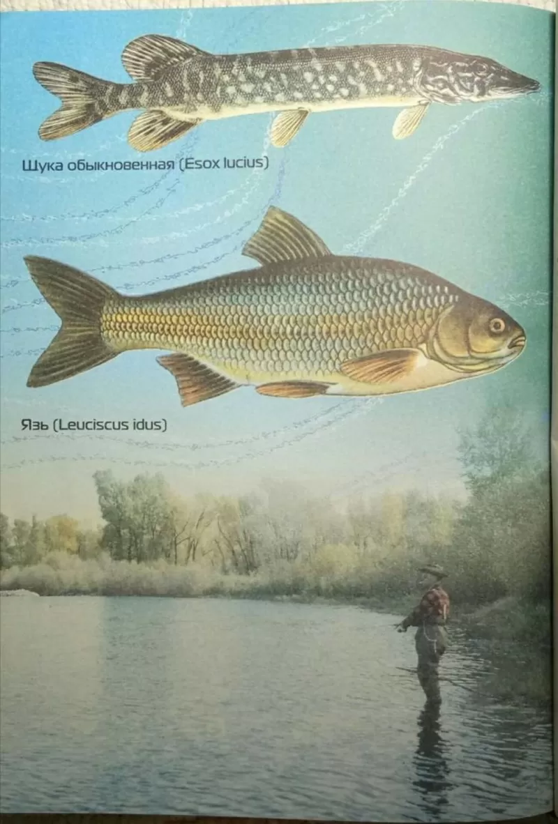 Большая книга рыболова,  прекрасный подарок любителям рыбалки 5