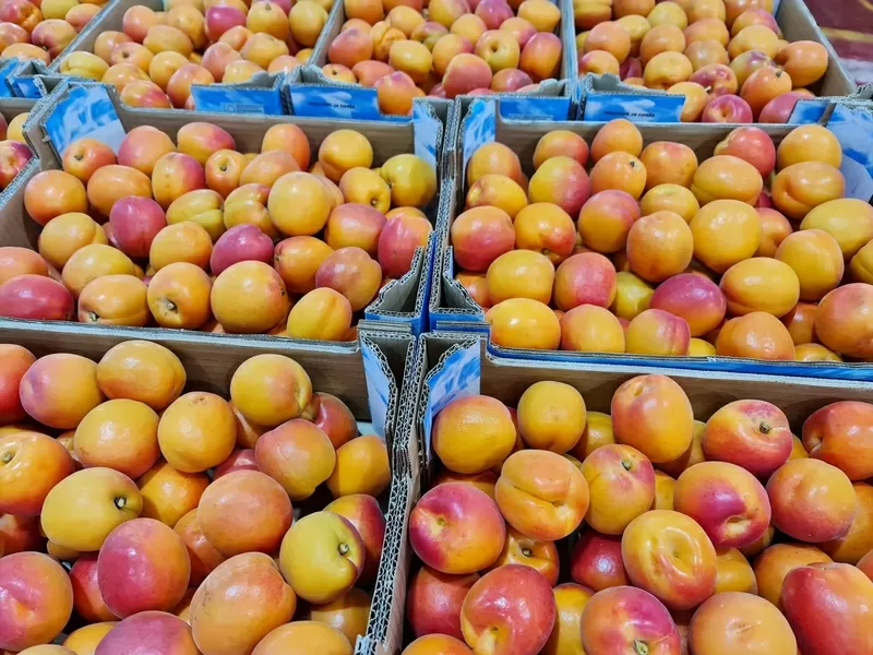 Предлагаем оптовые поставки абрикосов из Испании