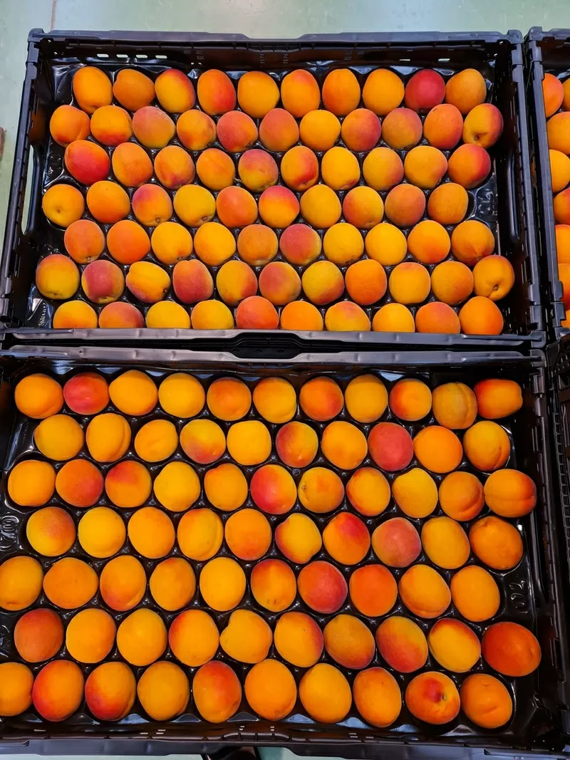 Предлагаем оптовые поставки абрикосов из Испании 2