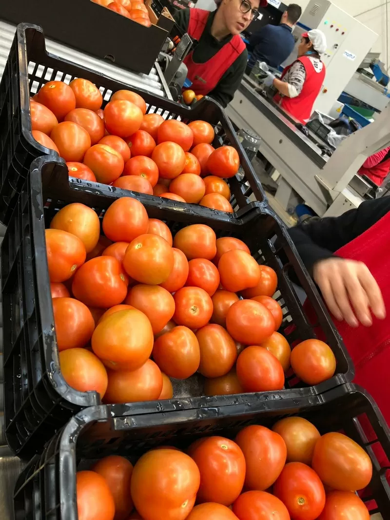 Предлагаем оптовые поставки свежих томатов разных сотров из Испании