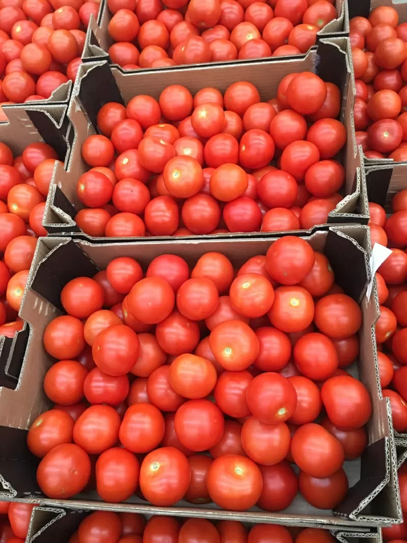 Предлагаем оптовые поставки свежих томатов разных сотров из Испании 2