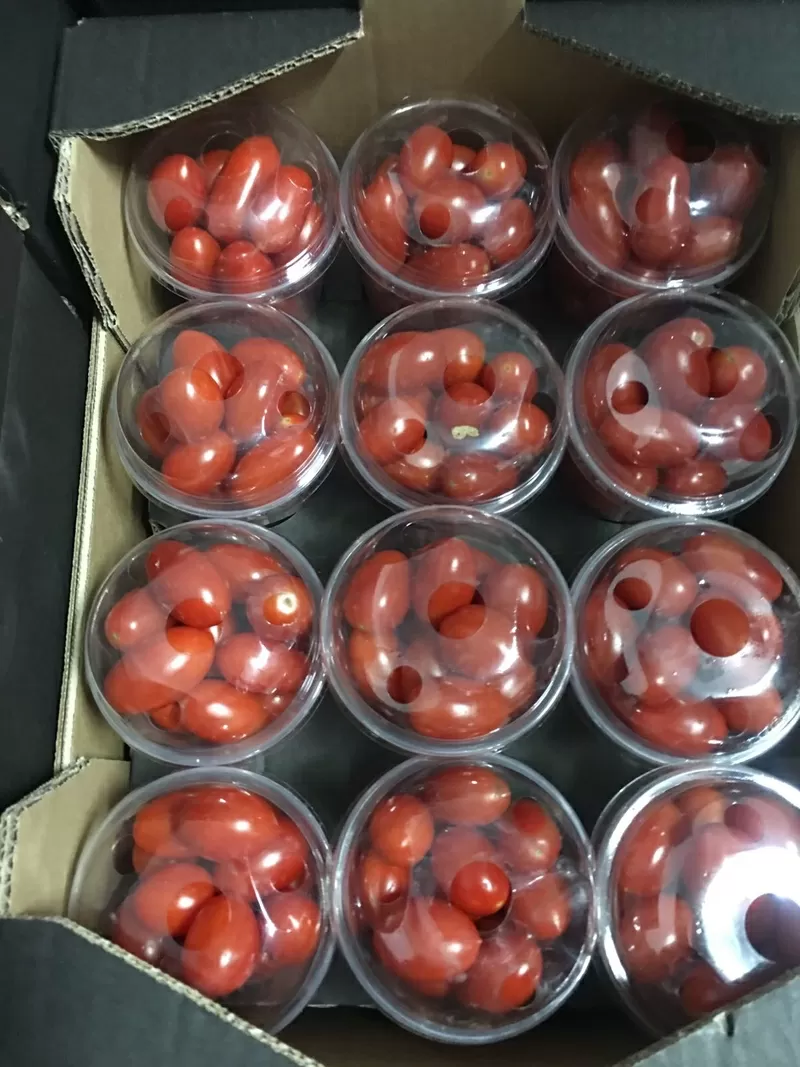 Предлагаем оптовые поставки свежих томатов разных сотров из Испании 3
