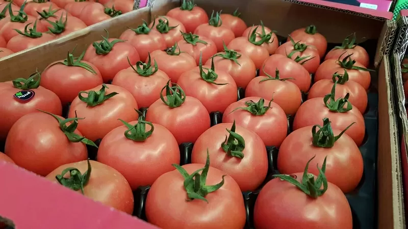 Предлагаем оптовые поставки свежих томатов разных сотров из Испании 4