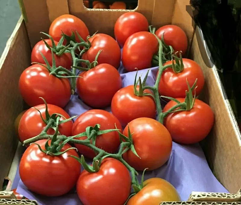 Предлагаем оптовые поставки свежих томатов разных сотров из Испании 5