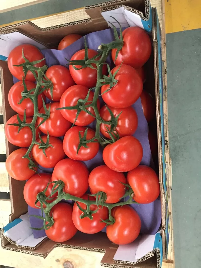Предлагаем оптовые поставки свежих томатов разных сотров из Испании 6