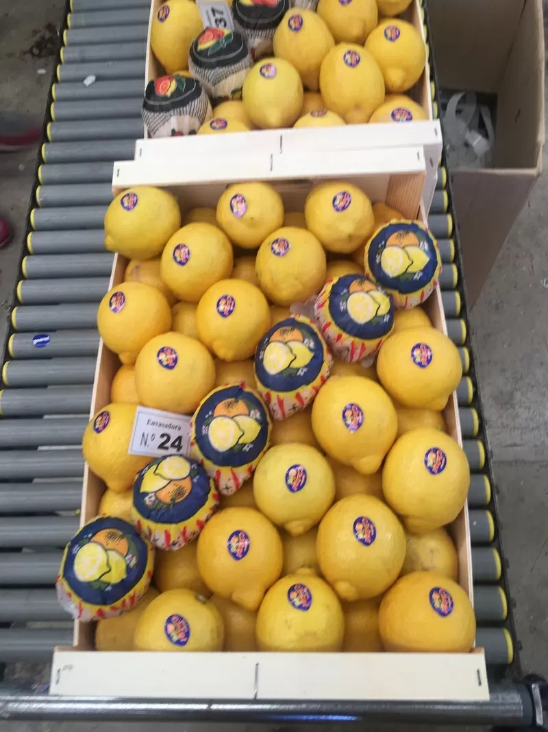 Предлагаем оптовые поставки лимонов
