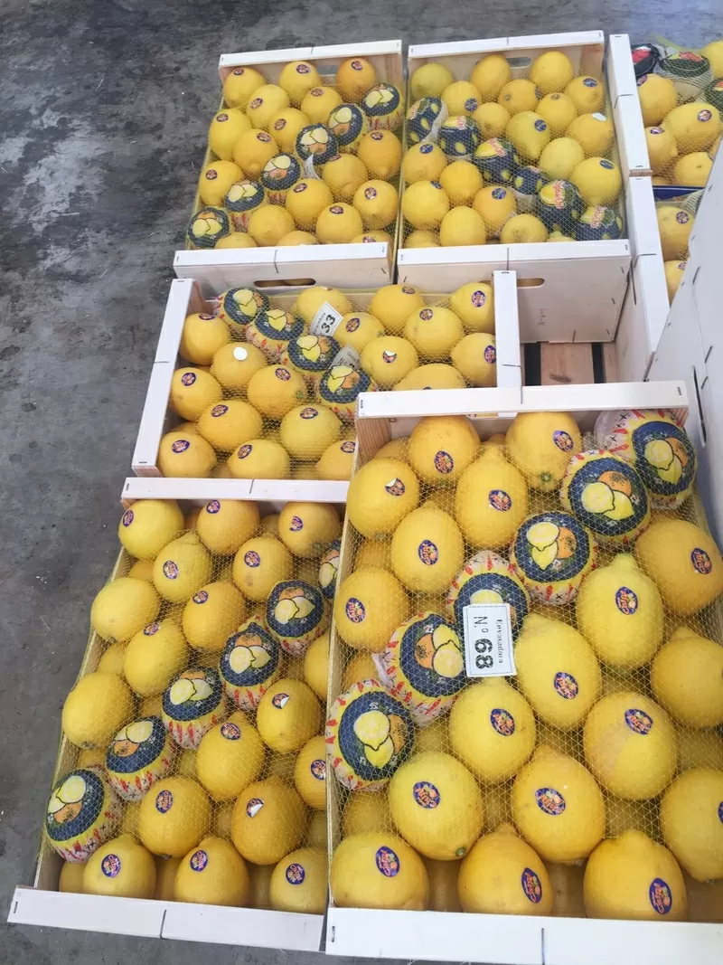 Предлагаем оптовые поставки лимонов 3