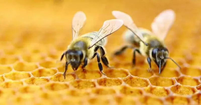 Продаются пчелосемьи,  недорого. Продам бджіл недорого. 2
