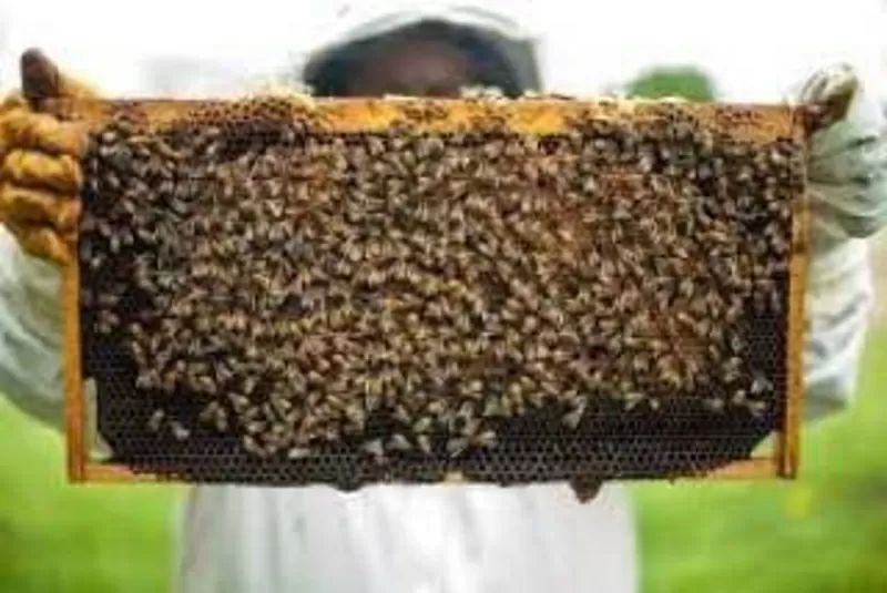 Продаются пчелосемьи,  недорого. Продам бджіл недорого. 3