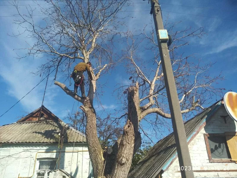 Спил дерев Київ. Київській области.