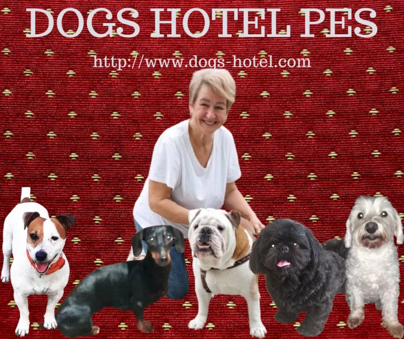 Гостиница для собак в Киеве- передержа животных