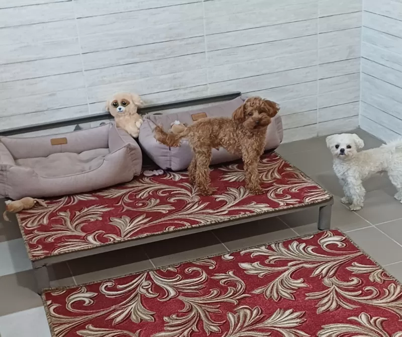 Гостиница для собак в Киеве- передержа животных 6