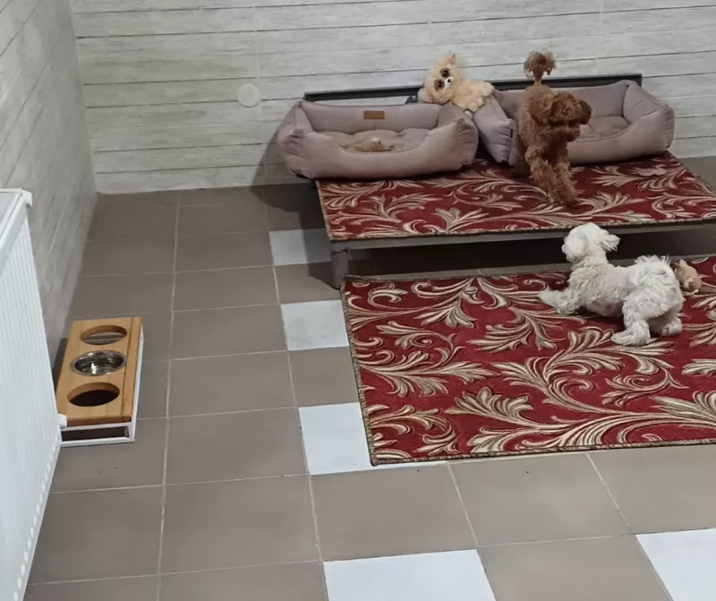 Гостиница для собак в Киеве- передержа животных 4