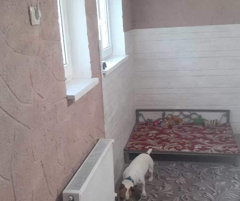 Гостиница для собак в Киеве- передержа животных 7