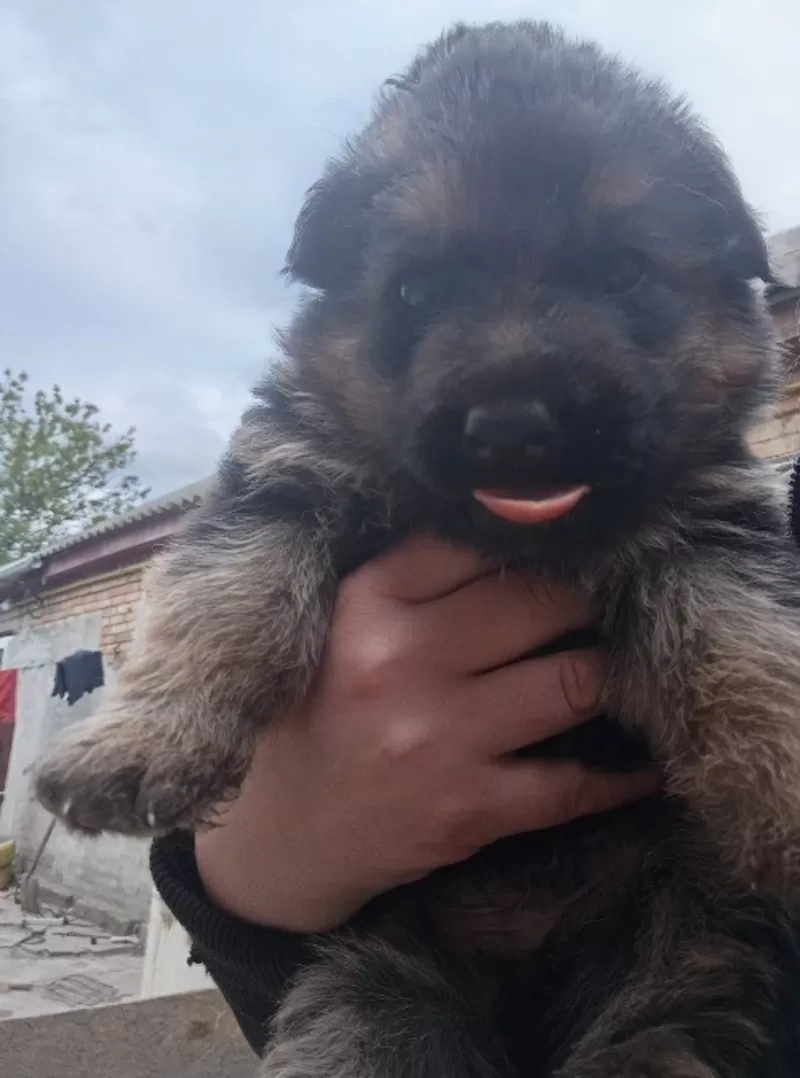 Продам цуценят німецької вівчарки