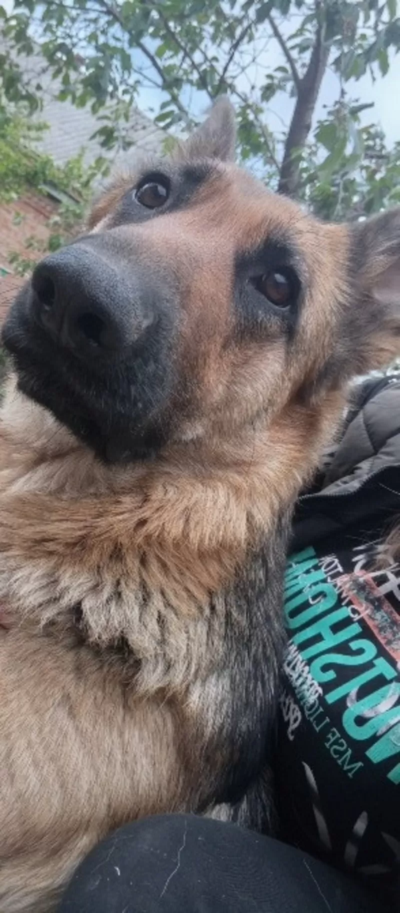 Продам цуценят німецької вівчарки 3