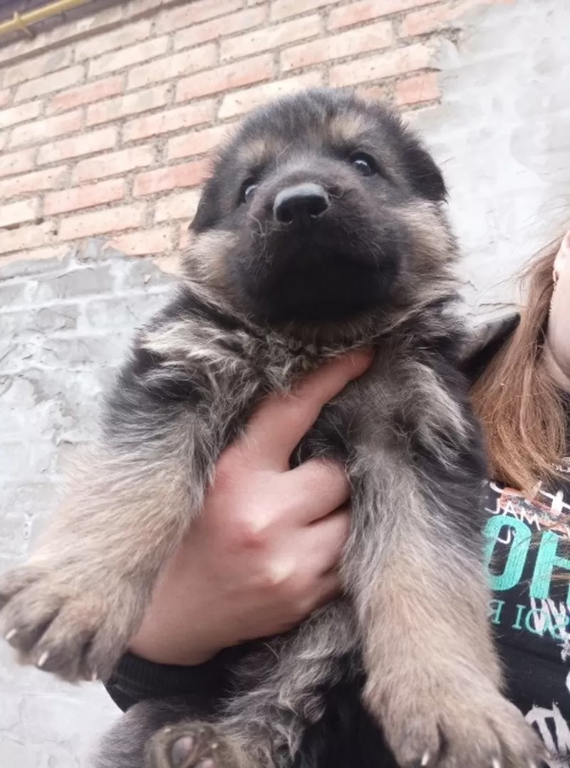 Продам цуценят німецької вівчарки 4