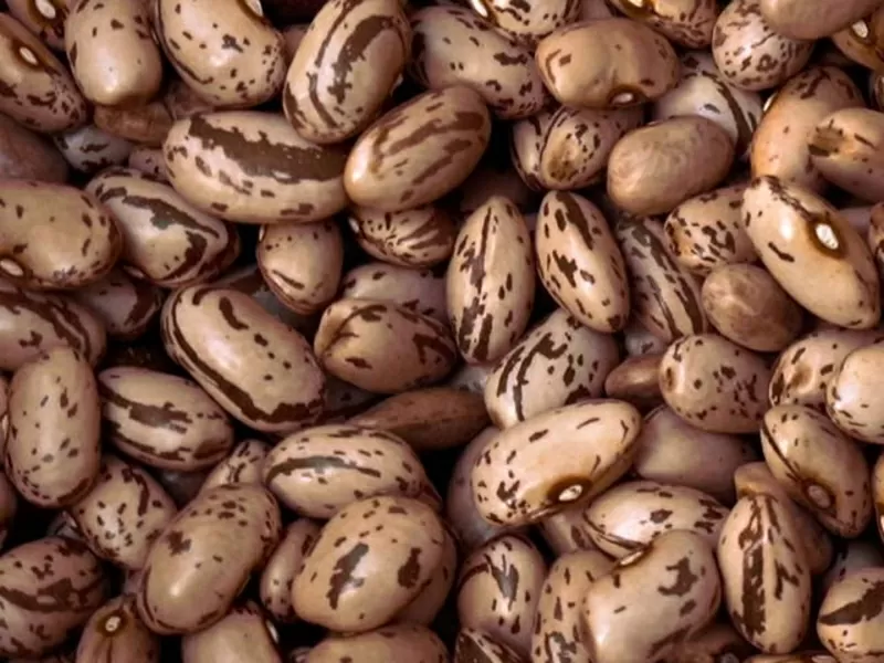 Купуйте сортову квасолю гуртом — якість,  підтверджена досвід