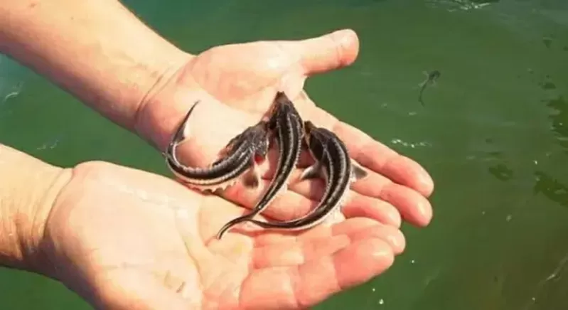 Продам русского малька